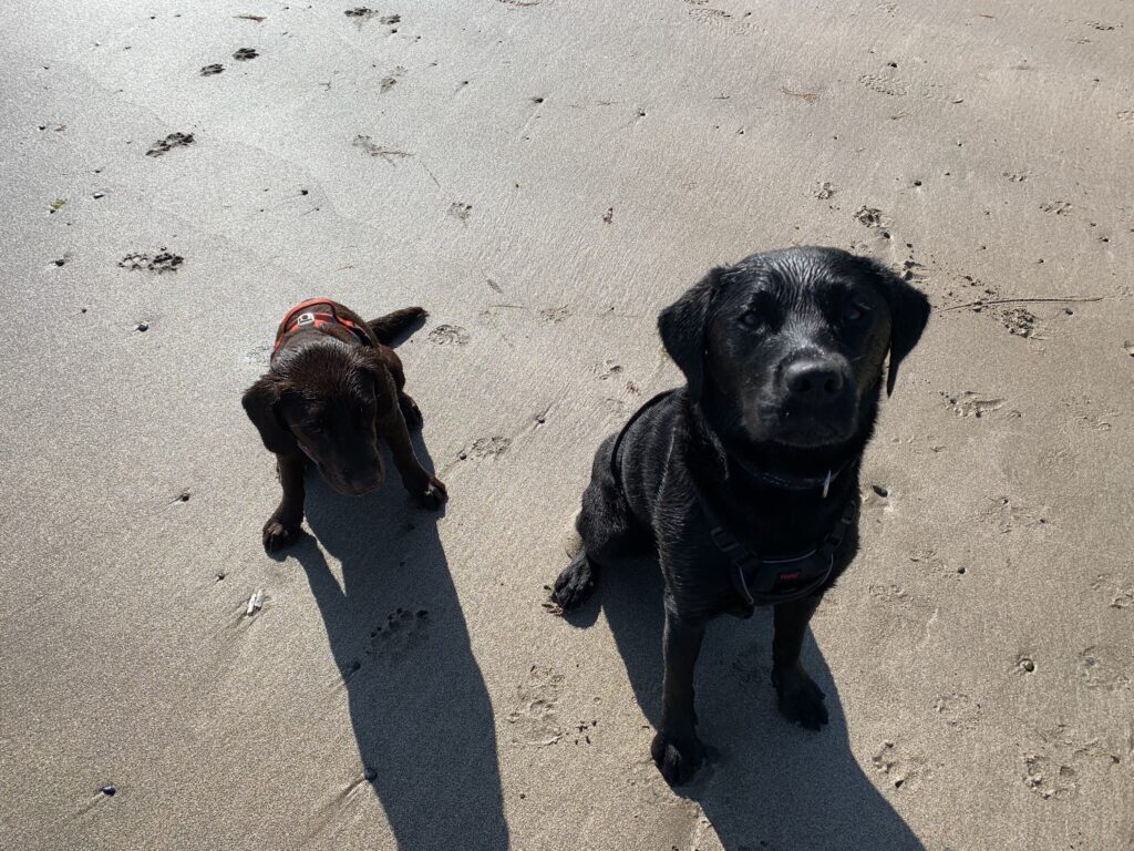my two dogs on the beach