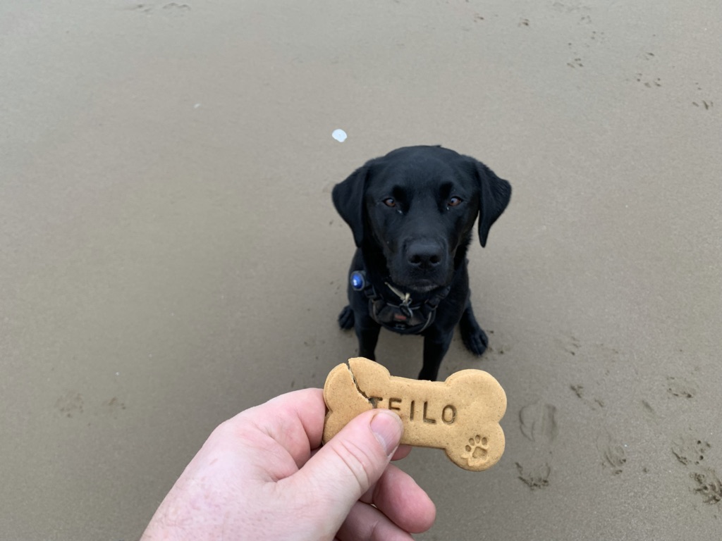 Dog Teilo on a beach with my hand holding a biscuit in front of him